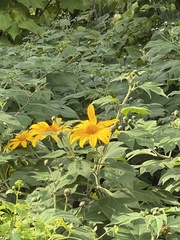 Tithonia diversifolia