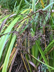 Scirpus microcarpus