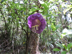 Cobaea scandens