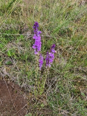 Lobelia fenestralis
