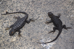Sceloporus occidentalis taylori