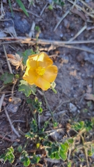 Modiolastrum malvifolium