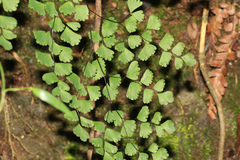 Adiantum aethiopicum