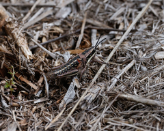 Monistria pustulifera