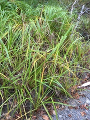 Scirpus microcarpus