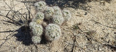 Mammillaria tetrancistra