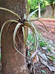 Tillandsia pohliana