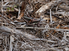 Monistria pustulifera