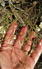 Agalinis strictifolia