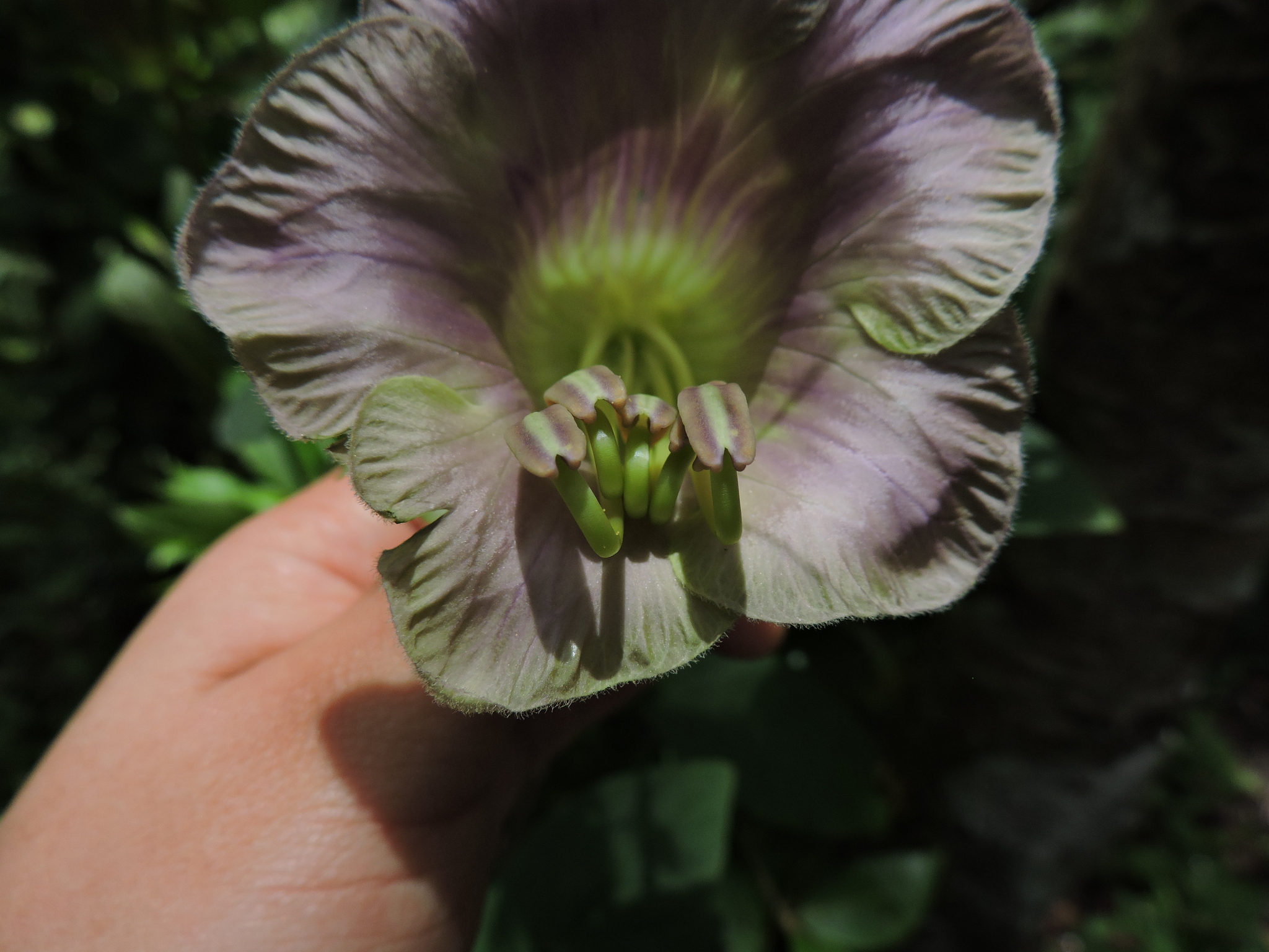 Cobaea scandens image