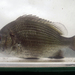 Pikey Bream - Photo (c) H.T.Cheng, some rights reserved (CC BY-NC), uploaded by H.T.Cheng