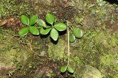 Peperomia tetraphylla