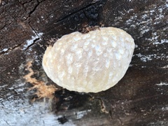 Reticularia