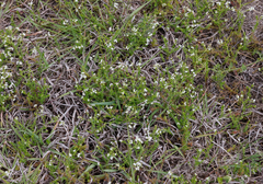Asperula conferta