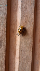 Augocoris