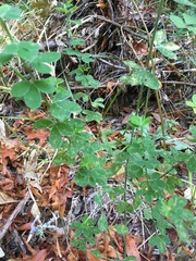 Genista monspessulana