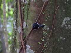 Petroica macrocephala toitoi
