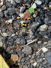 Traumatomutilla gemella