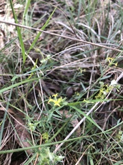 Pimelea curviflora
