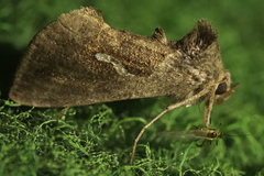 Macdunnoughia confusa