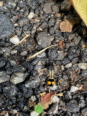 Traumatomutilla gemella