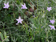 Wahlenbergia gracilis