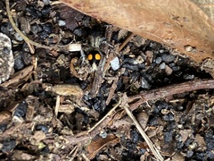 Traumatomutilla gemella