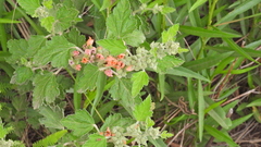 Sphaeralcea bonariensis