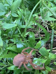 Neosparassus diana