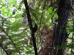 Anthornis melanura melanura