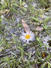 Allittia cardiocarpa