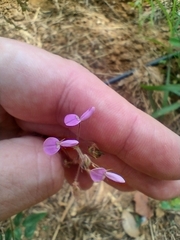 Desmodium uncinatum