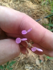 Desmodium uncinatum