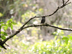 Contopus fumigatus