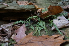 Asplenium pinnatifidum