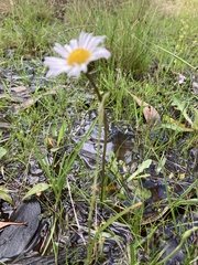 Allittia cardiocarpa