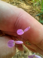 Desmodium uncinatum