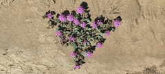 Abronia villosa villosa