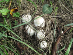Leucoagaricus