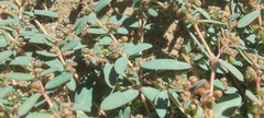 Euphorbia abramsiana