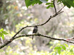 Contopus fumigatus