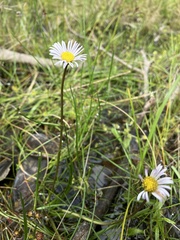 Allittia cardiocarpa