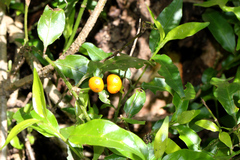 Gynochthodes jasminoides