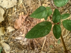 Desmodium uncinatum