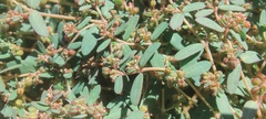 Euphorbia abramsiana
