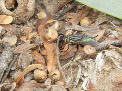 Sarconesia chlorogaster