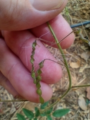 Desmodium uncinatum