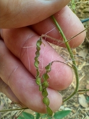 Desmodium uncinatum