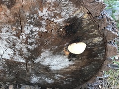 Reticularia