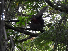 Nestor meridionalis septentrionalis